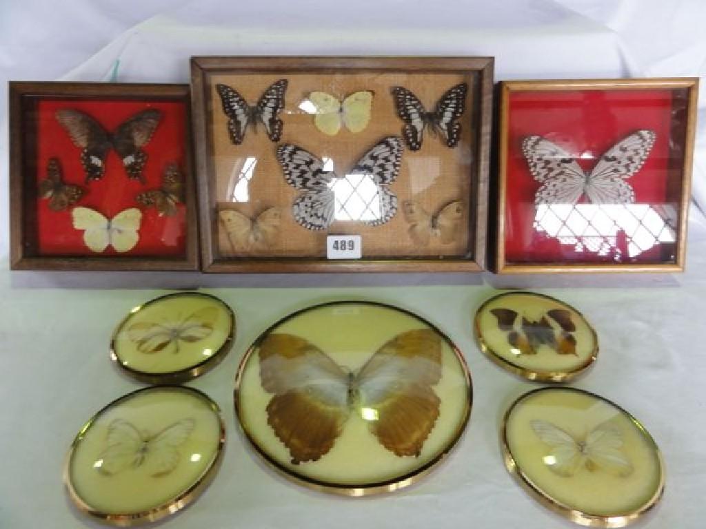 Appraisal: A collection of mounted butterflies framed and glazed