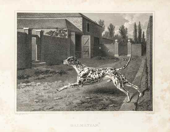 Appraisal: Dogs - Taplin William The Sportsman's Cabinet or A Correct