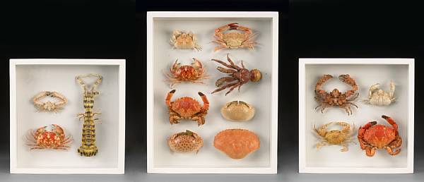 Appraisal: Three Collections of Crustaceans Shrimps and crabs from various world