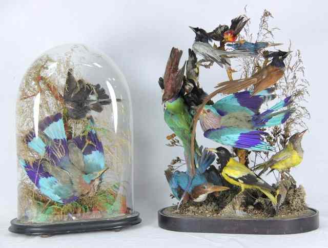 Appraisal: Two ornithological displays under glass domes cm high