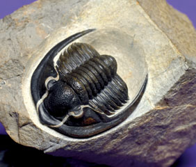 Appraisal: TRILOBITE Diademaproetus holzapfeli Devonian Thimrhanarahrt Formation Jbel el Gara Morocco