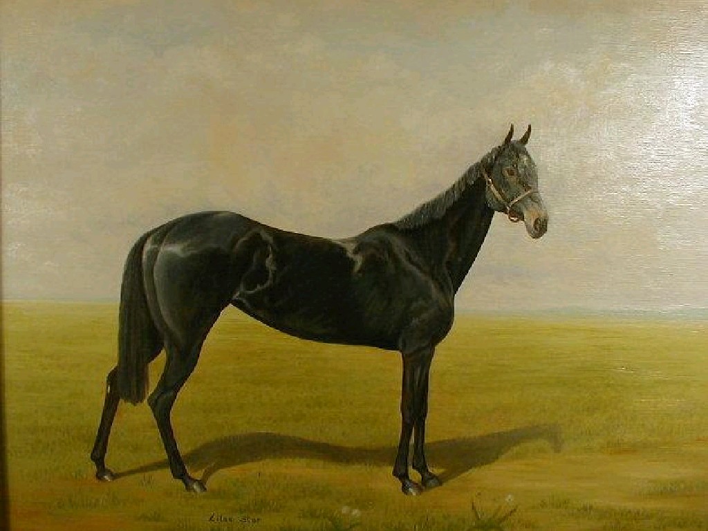 Appraisal: Brian Porteous Oil painting study of the racehorse Lilac Star