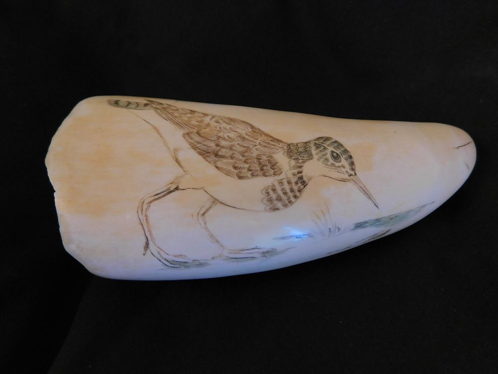 Appraisal: WHALE TOOTH WITH PLOVER BY R SPRING Whale tooth with