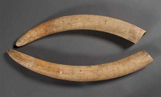 Appraisal: Pair of ivory elephant tusks late th century and in