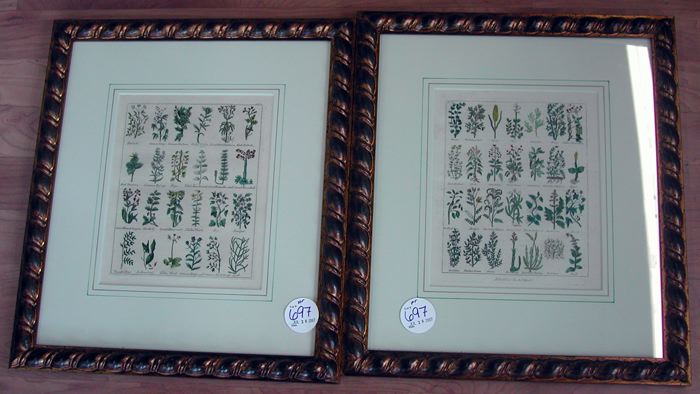 Appraisal: Continental School th Century Botanicals pair of hand-colored engravings sight