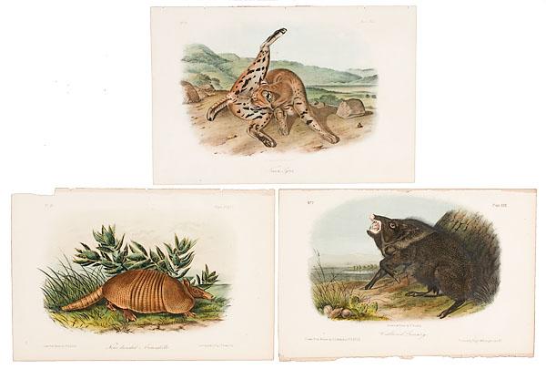 Appraisal: THREE AUDUBON FIRST OCTAVO QUADRUPEDS OF TEXAS MAMMALS from the