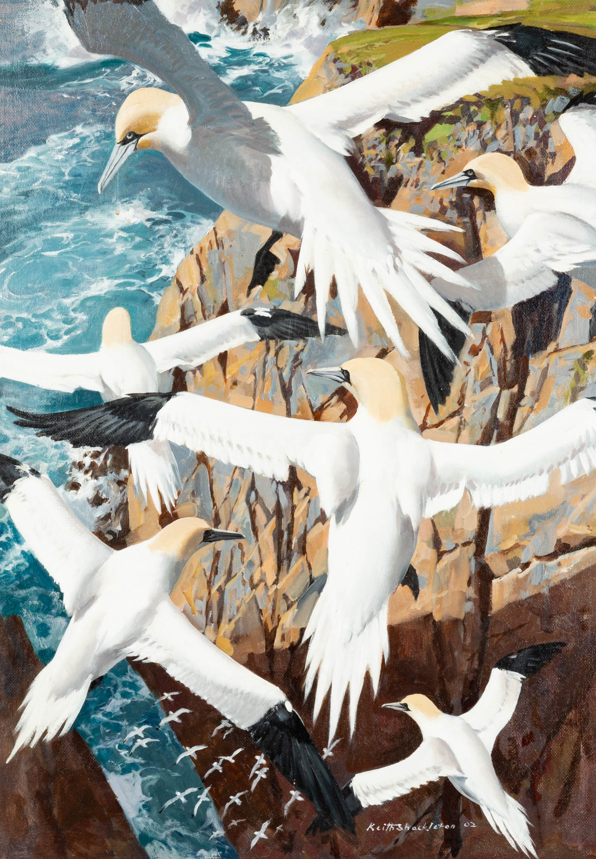 Appraisal: KEITH SHACKLETON BRITISH - RIDING THE UP-DRAUGHT NORTHERN GANNETS Oil