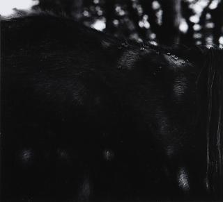 Appraisal: Photograph Aaron Siskind Aaron Siskind American - Old Horse I