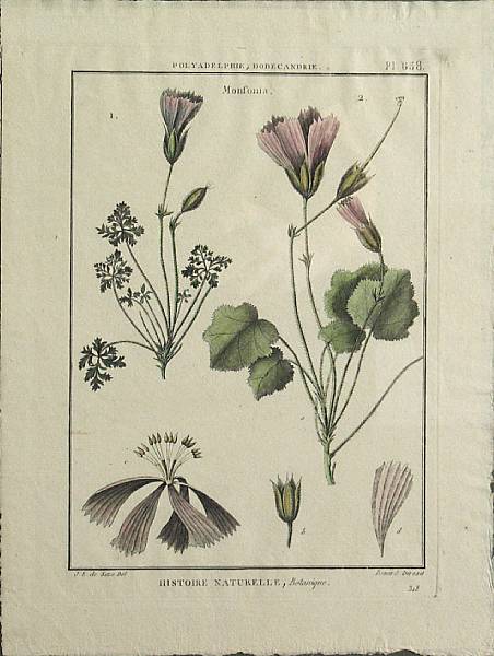 Appraisal: Various Artists Botanical Plates th century Four bookplates each from