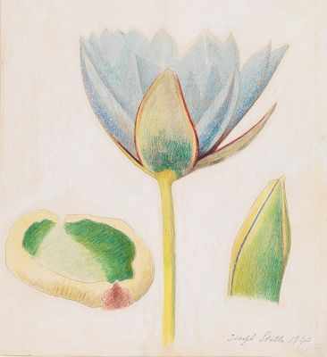 Appraisal: Joseph Stella Italian American - Lotus Silverpoint crayon pencil on