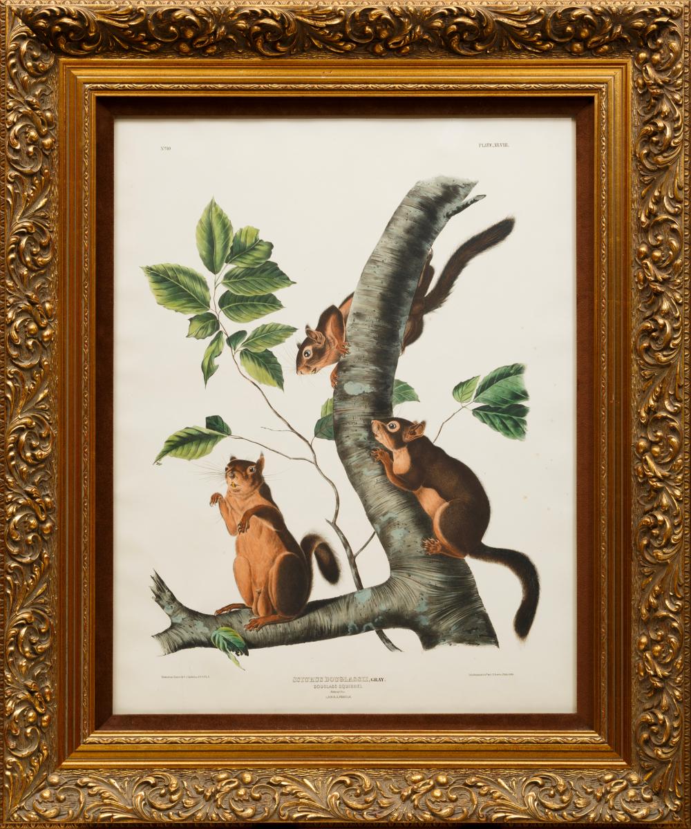 Appraisal: John James Audubon American - Douglas Squirrel Plate XLVIII hand-colored