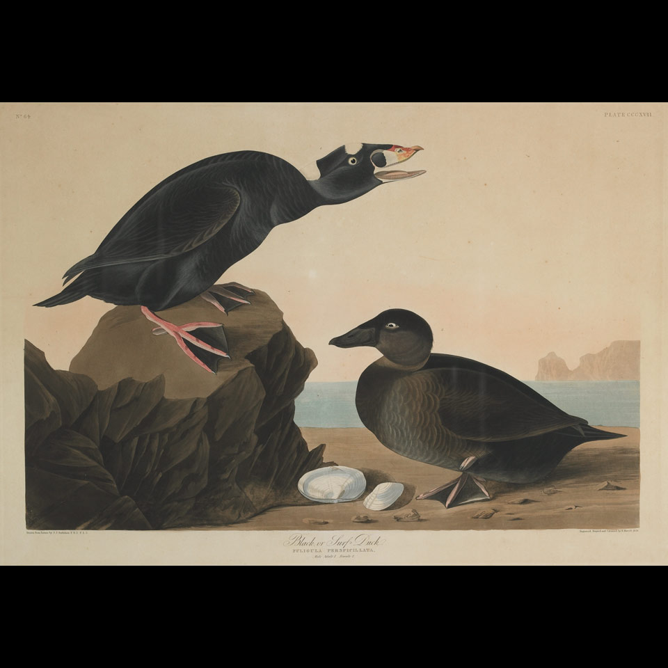 Appraisal: After John James Audubon - American BLACK OR SURF DUCK