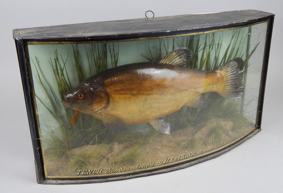 Appraisal: A taxidermied tench in a naturalistic bow fronted glazed case