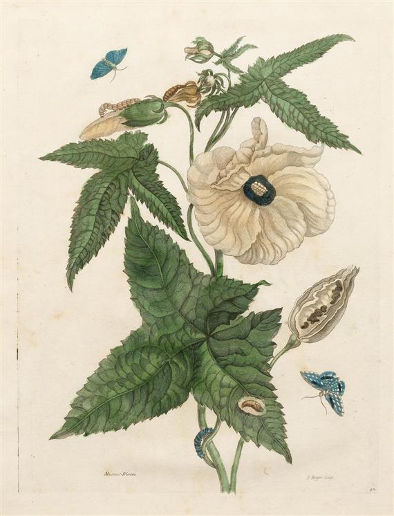 Appraisal: BOTANY -After Sybille Merian - Muscus-Bloem Sheet of the suite