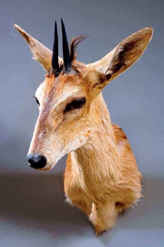 Appraisal: DUIKER Cephalophus rufilatus Africa Duikers are small antelopes and are