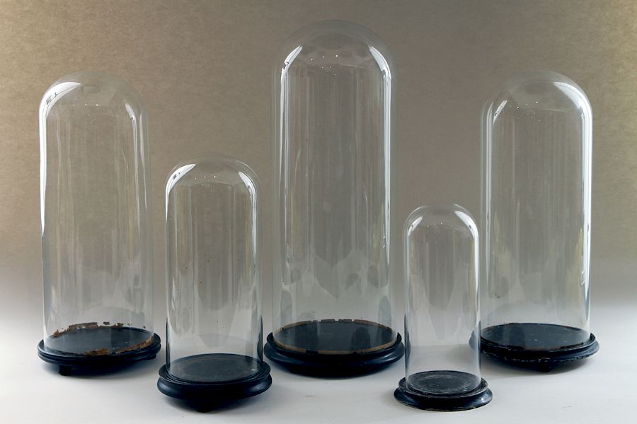 Appraisal: COLLECTION GLASS DISPLAY DOMES EBONIZED BASES A collection of five