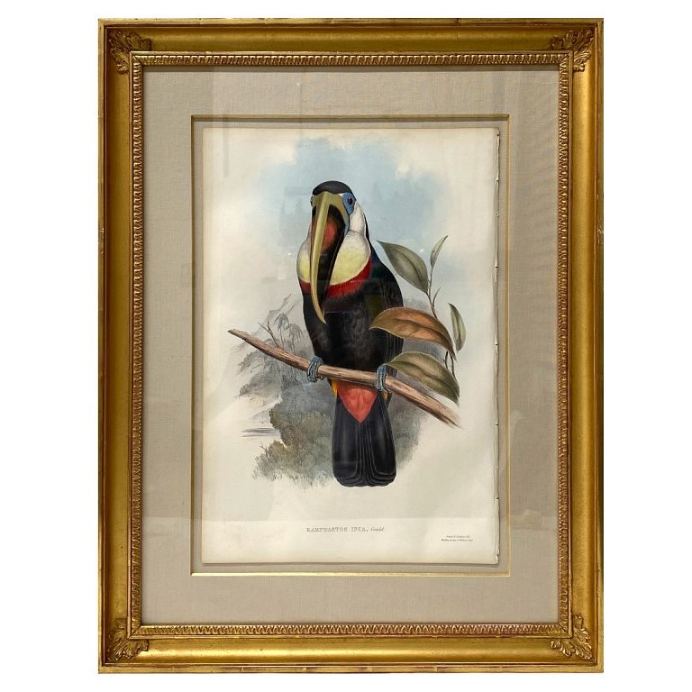 Appraisal: John Gould Ramphastos Inca Print John Gould Ramphastos Inca Print