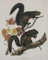 Appraisal: John James Audubon American - Long Haired Squirrel Very fine