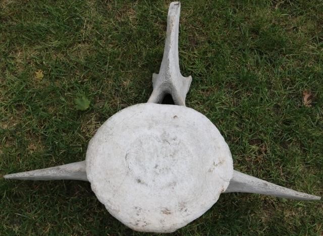 Appraisal: TH C WHALE VERTEBRAE HIGH X WIDE X DEEP GREAT