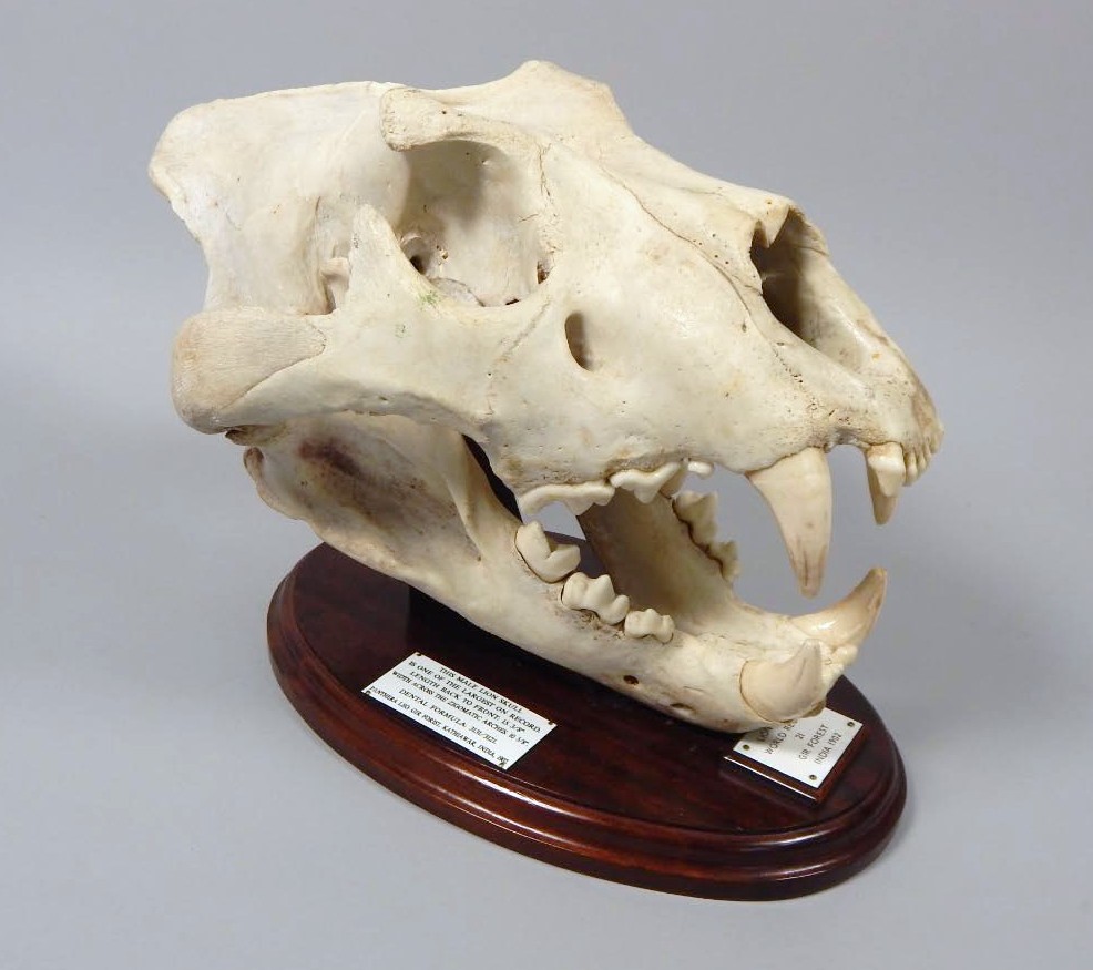 Appraisal: A male lion skull on mahogany mount with plaque stating