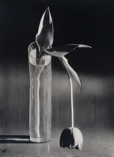 Appraisal: KERT SZ ANDR - Melancholic Tulip Silver print x inches