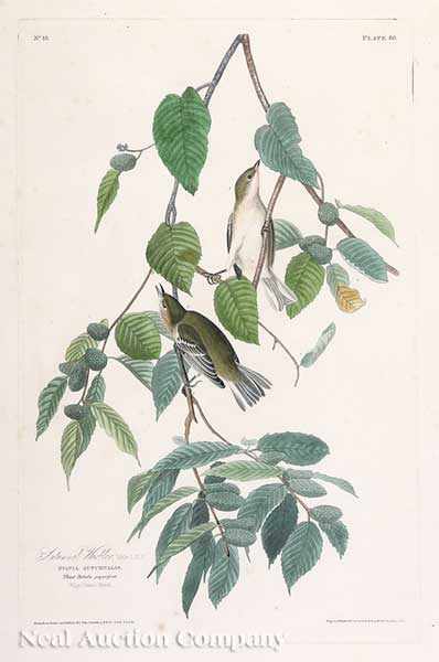 Appraisal: John James Audubon America - Autumnal Warbler Plate hand-colored aquatint