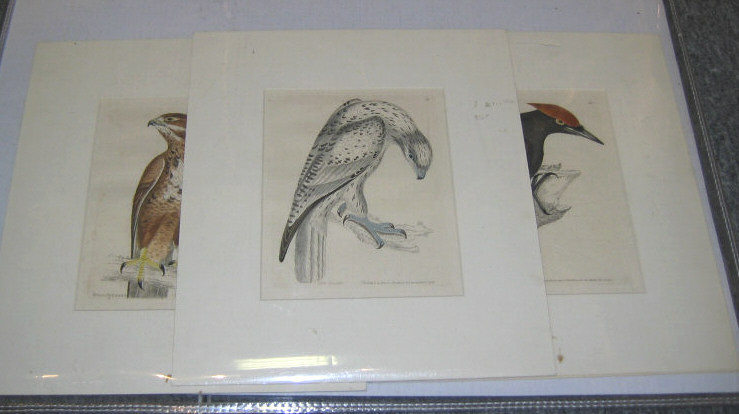 Appraisal: WILLIAM LEWEN PUBLISHER ENGLISH SCHOOL Three handcolored etchings from the