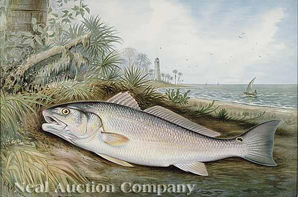 Appraisal: After Samuel A Kilbourne American - Redfish chromolithograph signed S