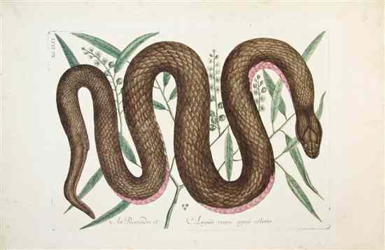 Appraisal: REPTILES CATESBY MARC JOSEPH KELLER A group of six hand-colored