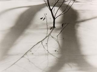 Appraisal: Photograph Steiner Ralph Steiner American - Sapling in the Snow