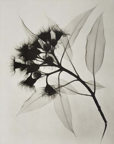 Appraisal: TASKER DAIN L - Eucalyptus An X-Ray Bromide contact print