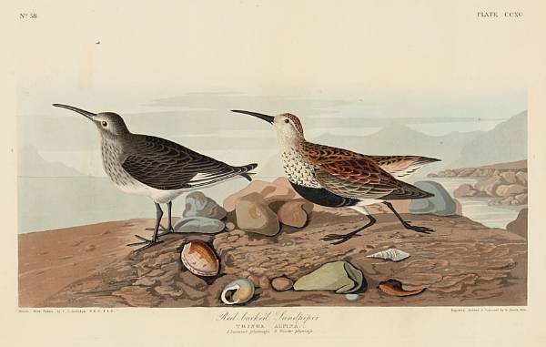 Appraisal: After John James Audubon American - Red backed Sandpiper Tringa