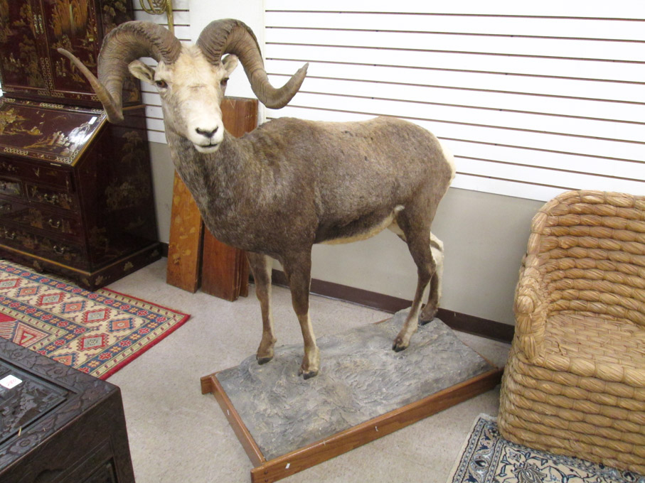 Appraisal: BIGHORN SHEEP TAXIDERMY MOUNT a full body mount in standing