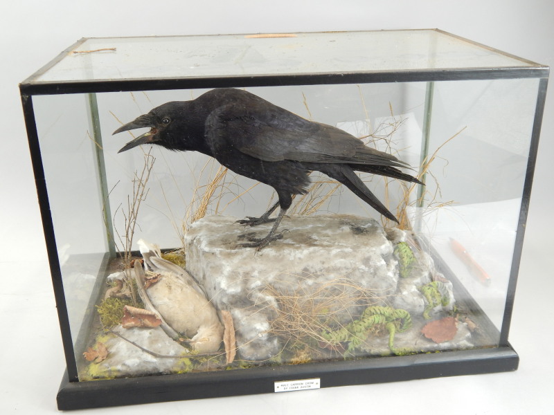 Appraisal: A taxidermy male Carrion crow in a glazed case positioned