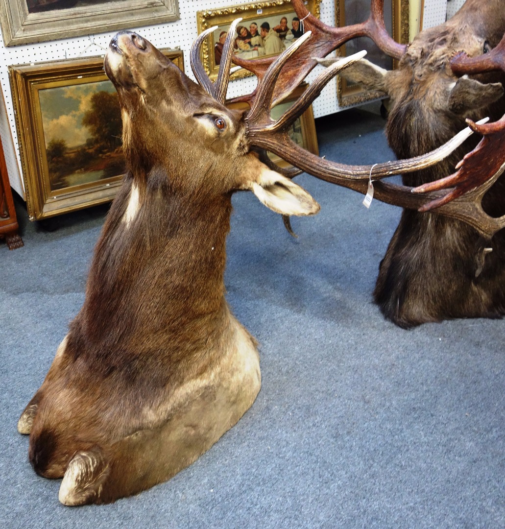 Appraisal: Taxidermy a stag head with twelve point antlers approximately cm