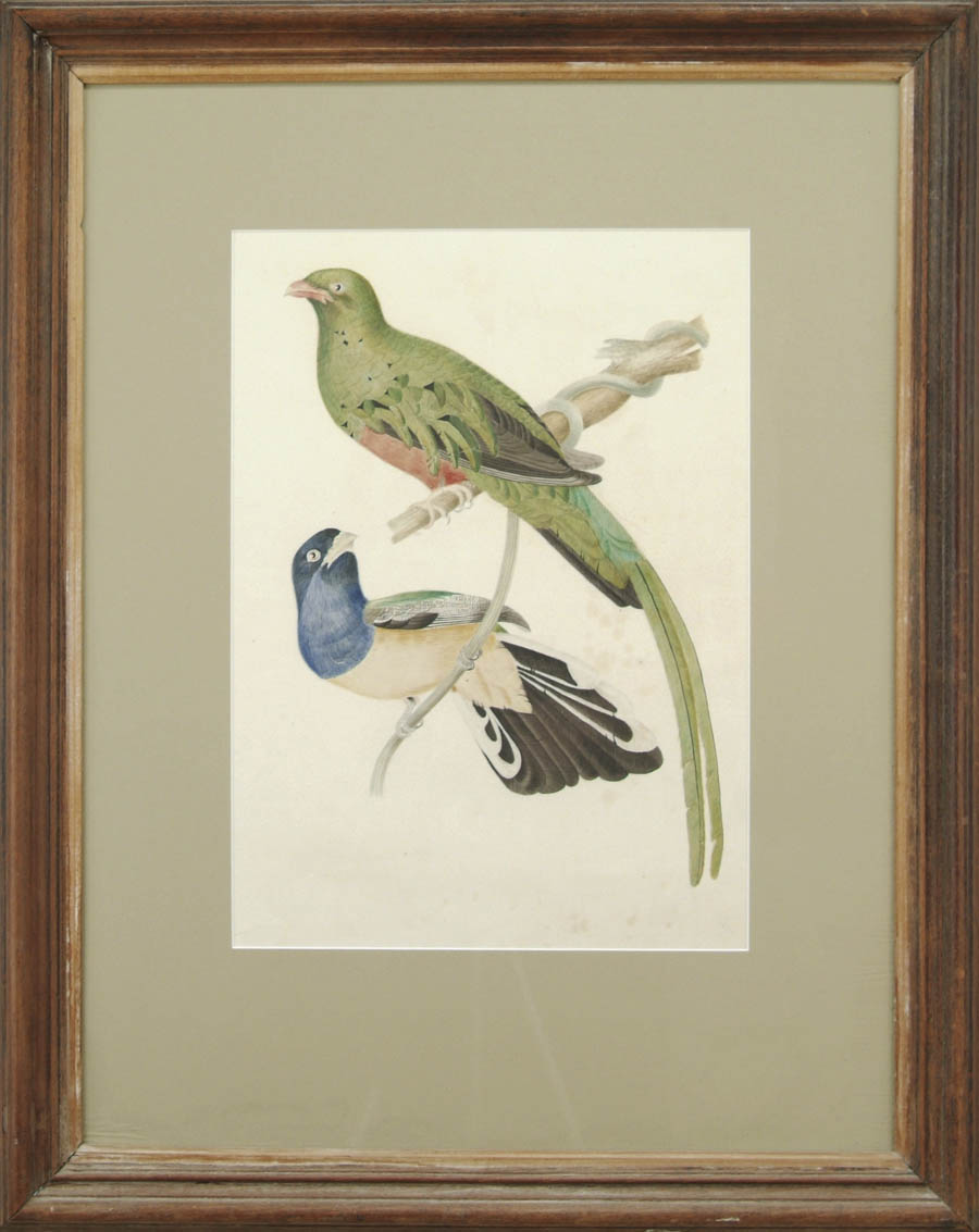 Appraisal: UNSIGNED th Century EXOTIC BIRDS Colored print shows two exotic