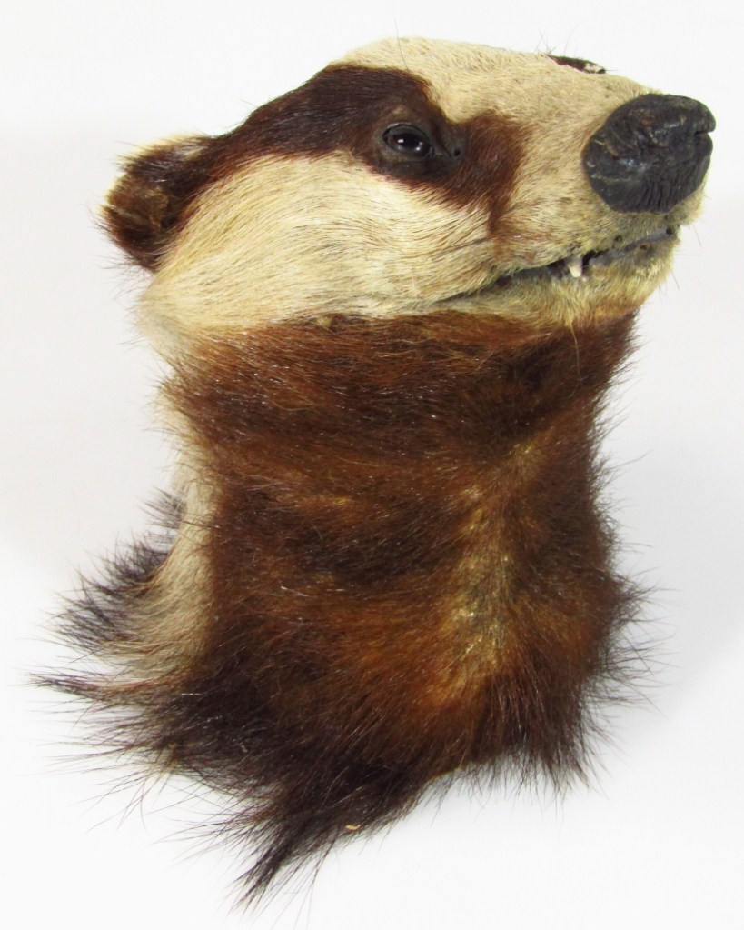 Appraisal: A thC taxidermy study of a badger's head wooden backed