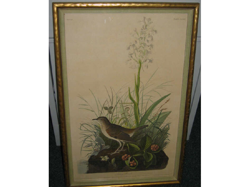 Appraisal: JOHN JAMES AUDUBON FRENCH AMERICAN - TAWNY THRUSH ANTHUS HYPOGOEUS