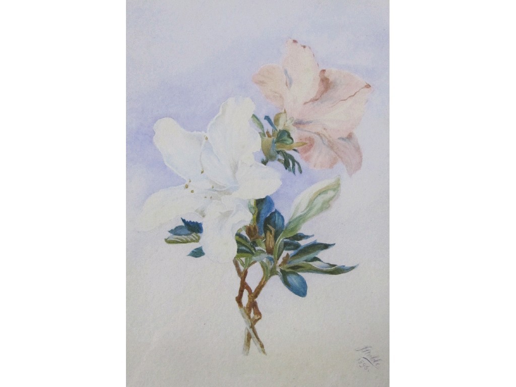 Appraisal: JOHN NOBLE Watercolour 'Rhododendrons' signed and dated x