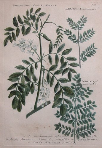 Appraisal: Angelica Sylvestris and Angelica Erratica Acacia Americana Sylvestris Acacia Americana