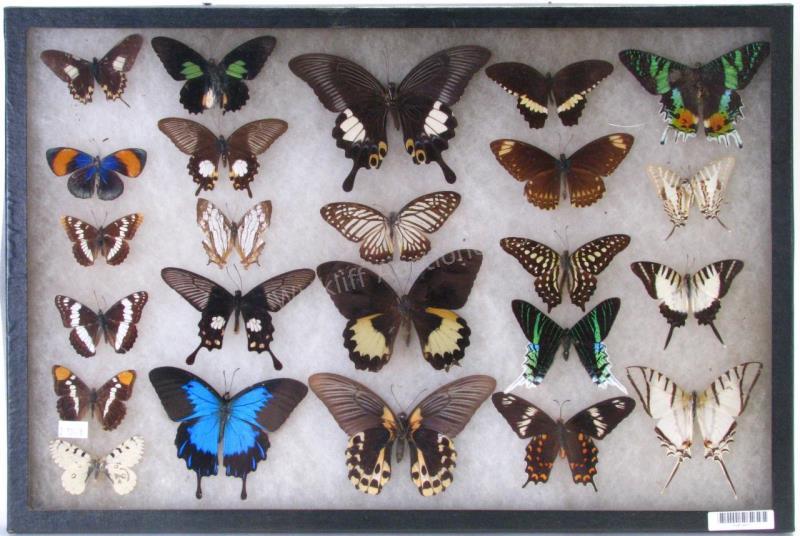 Appraisal: Butterfly Insect Shadowbox nicely displayed butterflies multiple species from around