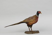 Appraisal: A Male Pheasant Study of a male pheasant in taxidermy