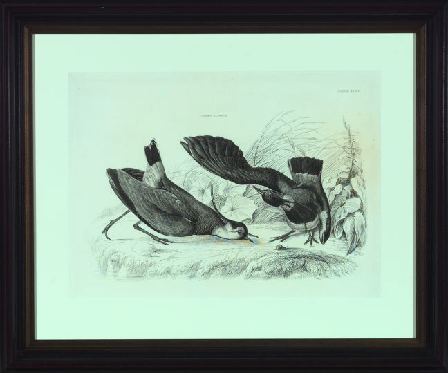 Appraisal: Prideaux John Selby British - Coot and Green Lapwig pair