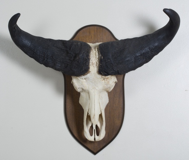 Appraisal: Dwarf Forest Buffalo Skull Horn Mount Safari Club International Congo