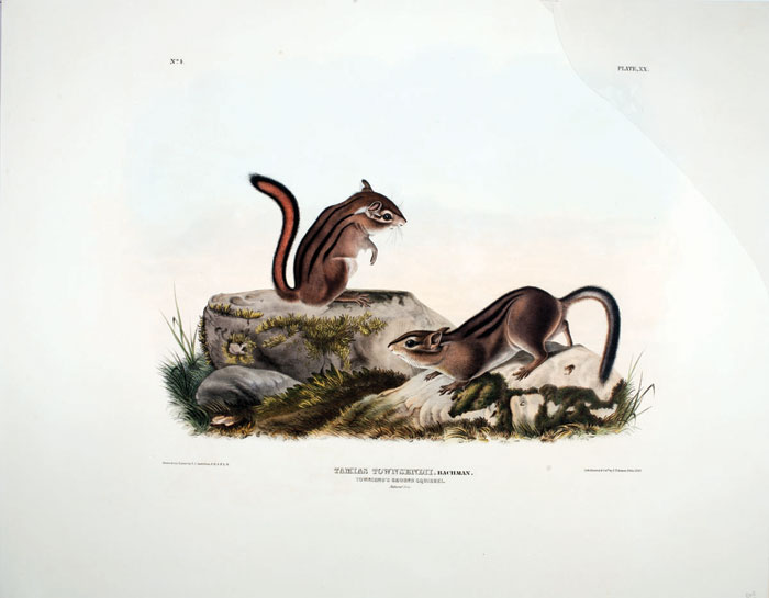 Appraisal: TOWNSEND'S GROUND SQUIRREL NO PLATE XX Drawn from nature by