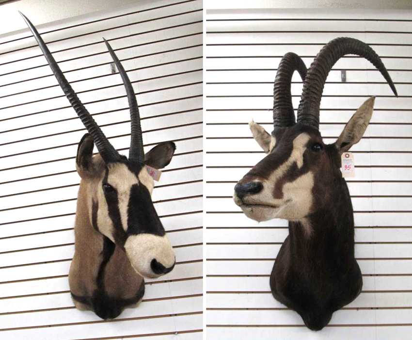 Appraisal: TWO LARGE VARIETY AFRICAN ANTELOPE TAXIDERMY MOUNTS Gemsbok or Gemsbuck