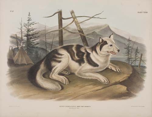 Appraisal: ANIMALS Audubon John James Hare-Indian Dog Plate CXXXII Hand-colored lithographed