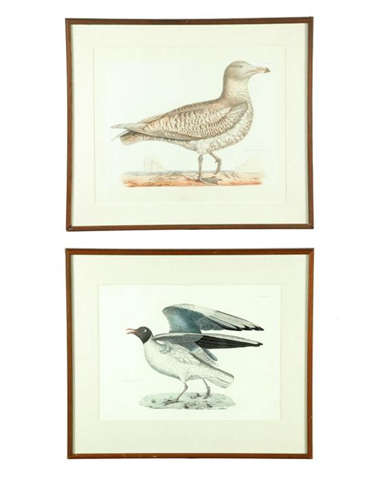 Appraisal: TWO BIRD PRINTS BY JOHN PRIDEAUX SELBY BRITISH to Handcolored