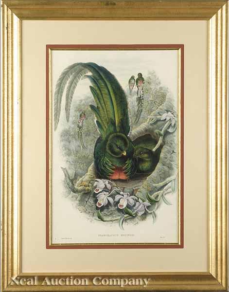 Appraisal: After John Gould English - Pharomacrus Mocinno Quezal hand-colored lithograph