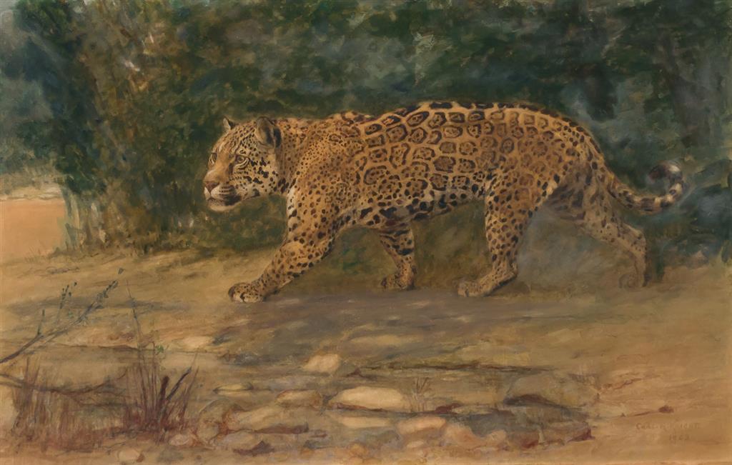 Appraisal: CHARLES ROBERT KNIGHT American - Leopard tempera and pastel on